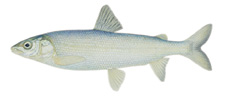 whitefish